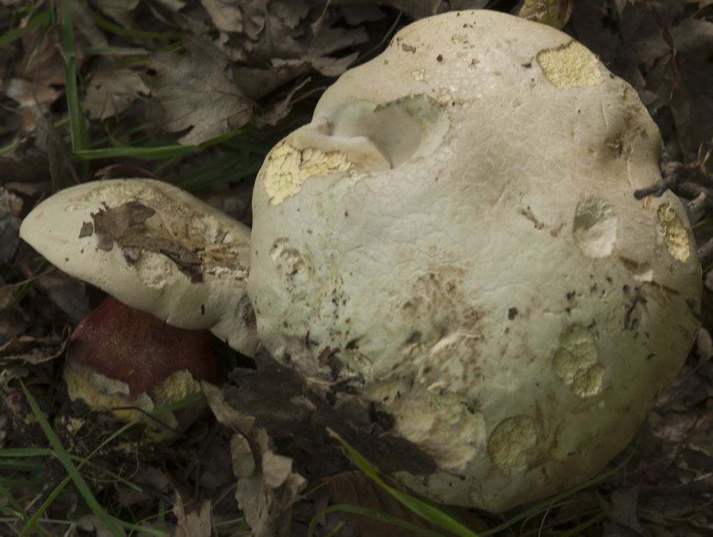 Conferma Boletus satanas